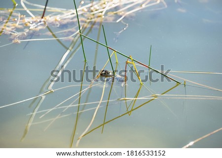 Edible frog (Pelophylax esculentus) in a beautiful lake. Cute small green frog in its habitat. Frog amphibian portrait with soft green background. Wildlife scene from nature. Czech Republic