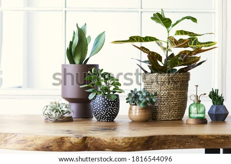 Modern composition of home garden filled a lot of beautiful plants, cacti, succulents, air plant in different design pots. Stylish botany interior. . Home gardening concept. Template. Royalty-Free Stock Photo #1816544096