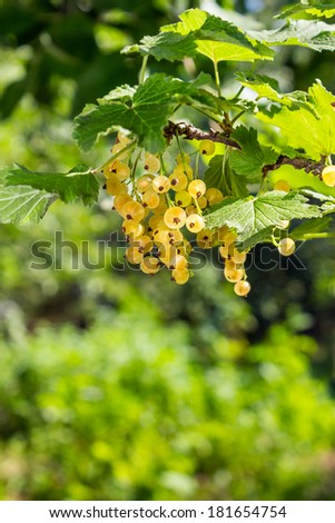 juicy fruit white currants on a hot summer day hanging on the branches on blurred background of garden