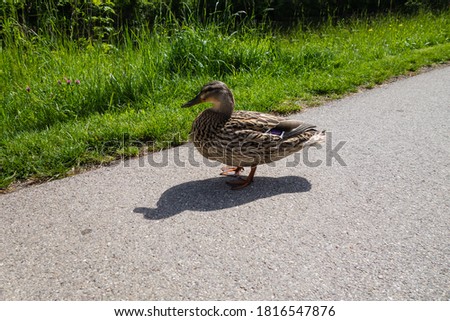 Duck with Shadow standing on Asphalt 