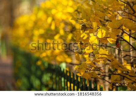 Foliage in the autumn park. Colorful yellow leaves on the bushes. Fall season.