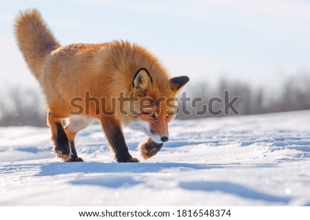 Red Fox is walking on the snow-covered tundra. The wildlife of the Arctic. Wild Fox in its natural habitat. Cold frosty weather in the far North of Siberia. Nature of Chukotka and the Russian Far East Royalty-Free Stock Photo #1816548374