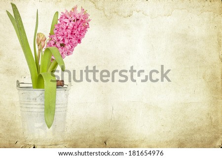 Pink hyacinth on vintage background