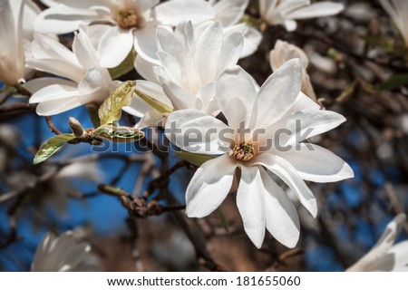 Magnolia kobus. Blooming tree with white flowers