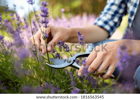 gardening, nature and people concept - young woman with pruner cutting and picking lavender flowers at summer garden Royalty-Free Stock Photo #1816563545