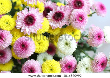 background of colorful field flowers