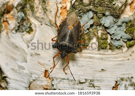 Garden bedbug against the background of birch bark. Garden pests. Macro shooting.
