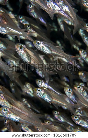 Portrait macro image of a shoal of tiny Glass Fish giving detail of the eyes and faces. Surin Islands, Thailand.