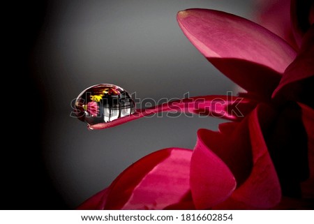 This photo was taken at 9:30 a.m. of a drop of water over a beautiful red flower. This picture was taken after I watered the flowers