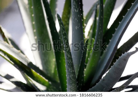 Medicinal plant aloe vera as close up