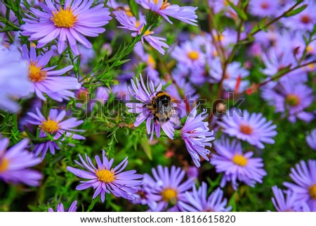 Bomble bee on Aster dumosus Blue Lagoon ( pillows Aster ). Blue cushion asters bloom in garden. Aster novi-belgii ‘Blue Lagoon’ blossom in german park. Autumn background with blue flowers. 