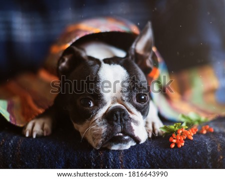 Portrait of a Boston Terrier dog in a cozy home interior on an autumn day. The concept of the autumn mood.
