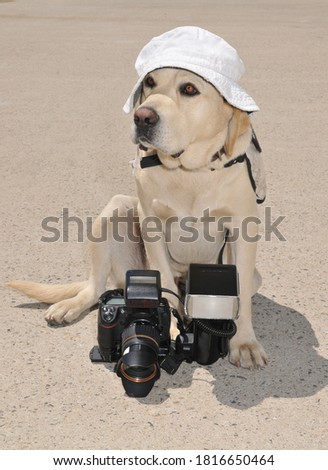 Labrador Retriever dog with digital camera and flash speedlight sitting on the ground and wearing bucket hat during hot summer