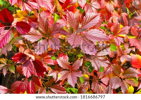 Colorful red leaves of a Virginia creeper or Parthenocissus quinquefolia. Vine plant in autumn