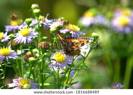 Image of a small tortoiseshell butterfly pollinating Michaelmas daisy flowers.