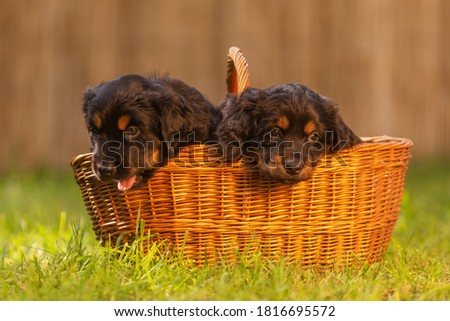 black and gold Hovie, dog hovawart two puppies in a basket with green grass