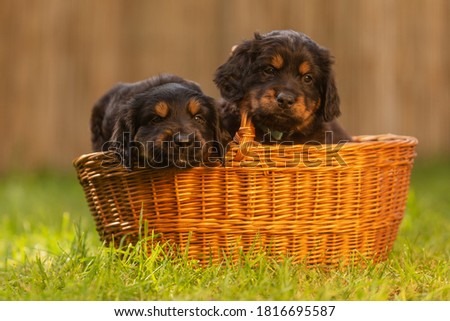 black and gold Hovie, dog hovawart two puppies in a basket