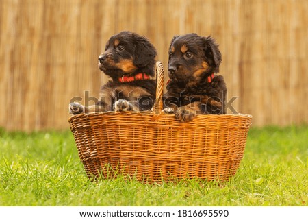 black and gold Hovie, dog hovawart two cute puppies in a basket