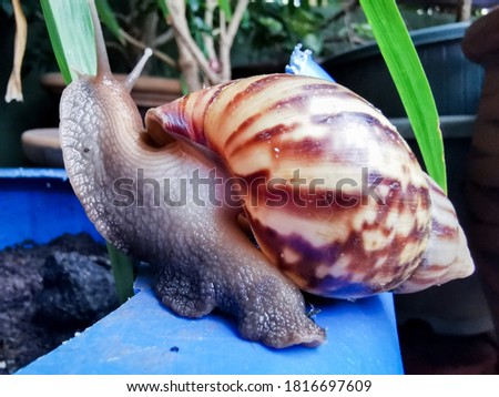 Front view of giant snail on blue pot. Blurry effect at the background. 