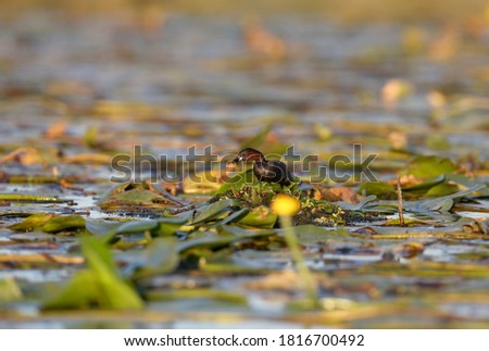 The little grebe (Tachybaptus ruficollis) builds its nest in August. The bird is shot close-up against a background of water and bright aquatic vegetation