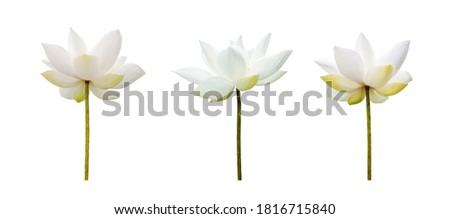 White Lotus flower collections isolated on white background. File contains with clipping path so easy to work.