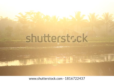 A rice field with an overexposed light background