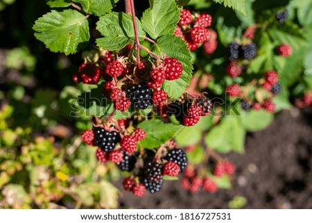 Close-up image of blackberry bush with red and black berries in the season Royalty-Free Stock Photo #1816727531