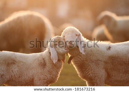 Cuddling time for two young lambs standing face to face in the gentle light of the golden hour. Landscape format Royalty-Free Stock Photo #181673216