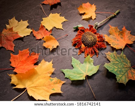Autumn concept. A withered sunflower flower is on a concrete surface. Maple leaves are scattered nearby.