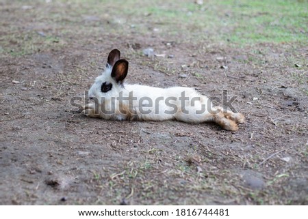 A white rabbit walking on the green grass