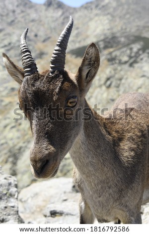 Sierra de Gredos, Ávila, Spain - Saturday, August 15th 2020: A goat on the mountain looking down