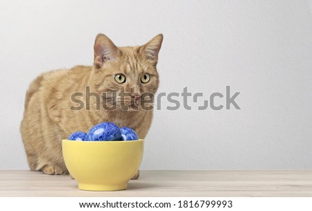Cute ginger cat sitting beside blue easter eggs in a yellow bowl. Horizontal image with copy space.
