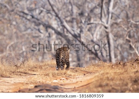 Leopard On Way back to the Wild