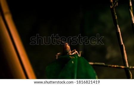 Close up of a locust on a green leaf