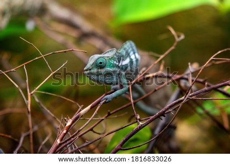 Panther chameleon (Furcifer pardalis) Lizard