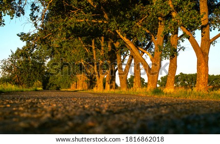 Empty asphalt road with large trees on the side of the road. Rural evening landscape.