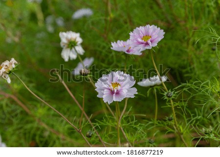 close up  pale pink flowers garden cosmos on a green background 