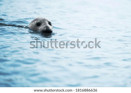 wild Seal Close up in the water observing everything
