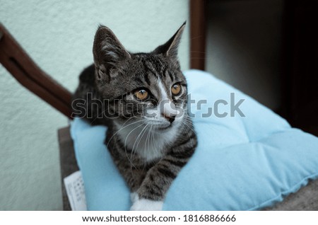 Young cat on blue cushion