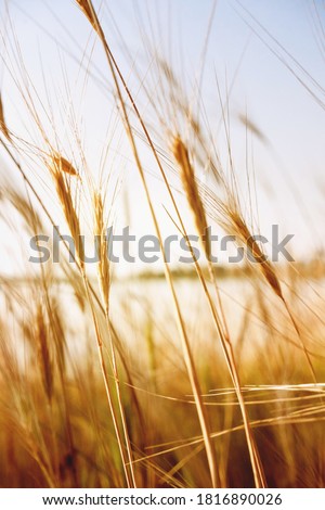 Pampas grass outdoor in light pastel colors. Sunny wheat wallpaper in boho style. Golden ripe ears on sunny morning. Soft light nature banner. Boho wedding invitation photo. Yoga classes natural mood.