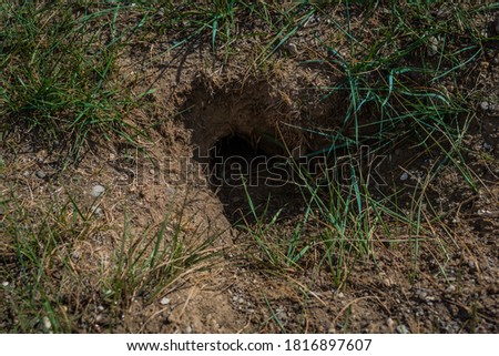 small burrow of rodent, squirrel in ground of steppe land with green grass, Baikal nature