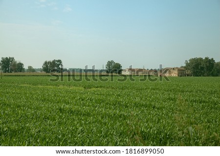 Green field in the countryside in summer