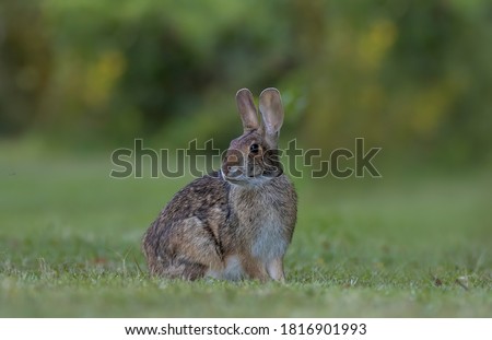 cottontail is beautiful brown rabbit.Cottontail rabbits eat a wide variety of plant foods including grasses, sprouts, leaves, fruits, buds, and bark. During the summer months. Royalty-Free Stock Photo #1816901993