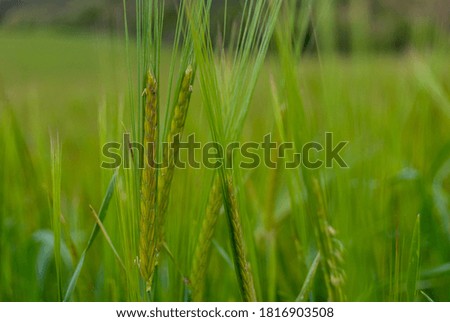 Green grass in north of Navarra