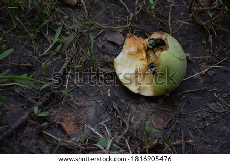 A rotting apple on the ground. Bees are on the apple. Picture taken at an orchard in St. Charles, Missouri.