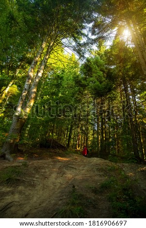 soft concept of morning forest sunny landscape vivid green foliage of trees highland hills sun glare light and male person on background scenic view