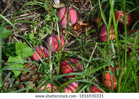 A bunch of apples on the ground. The apples are in different shades of red. Picture taken in St. Charles, Missouri.