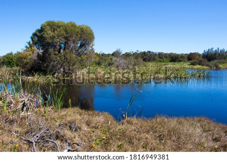 Bulrushes growing in the lake at the Big Swamp nature reserve Bunbury Western Australia on a fine sunny afternoon in early spring provide habitat for water birds ,tortoises and frogs.