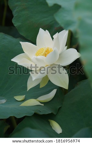 White lotus flower or water lily. Royalty high-quality free stock image of white lotus flower. The background is lotus leaf and lotus bud in a pond. Beautiful sunlight and sunshine in the morning