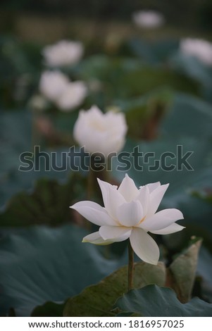 White lotus flower or water lily. Royalty high-quality free stock image of white lotus flower. The background is lotus leaf and lotus bud in a pond. Beautiful sunlight and sunshine in the morning